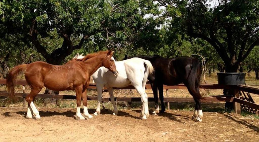 Agriturismo Vita E Natura Villa Noto Eksteriør billede
